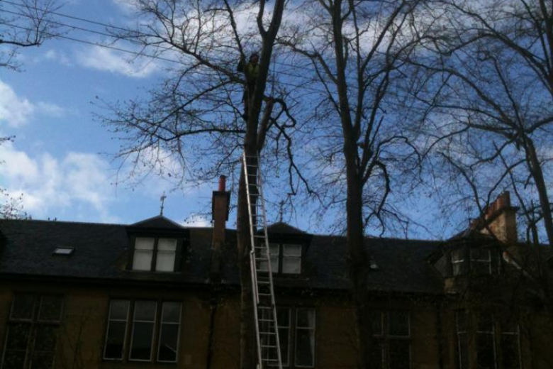 Man climbing tree outside tenements